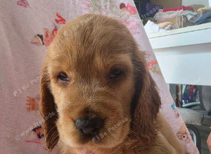 Show cocker spaniel