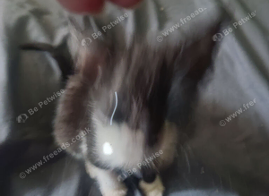Mouse 2