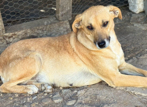 LUNA &ndash; The Devoted Mum Who Never Gave Up