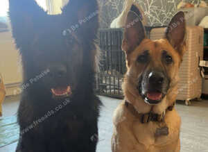 German shepherd pups