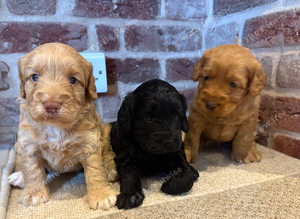 F1 cockapoo puppies 2 left !!