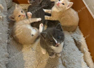 Outstanding Russian blue mixed kittens