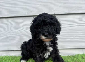 Black & White Stunning Cavapoo Male Puppy