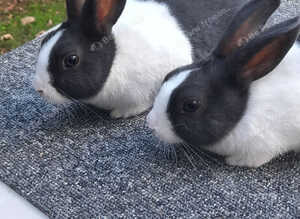 Dutch rabbits