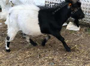 Valais black neck Billy's