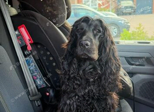 KC Show cocker spaniel