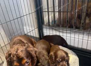 Cocker spaniel puppy&rsquo;s
