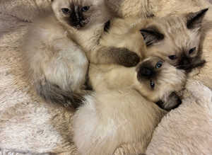 Ragdoll cross kittens