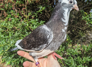 Hand tame pigeon!