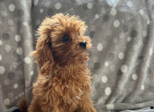 Cavapoo boy
