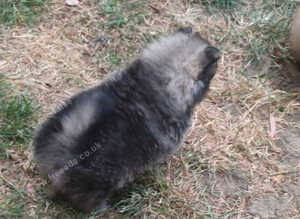 Pomeranian puppies ready 26th Aug