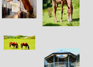 Retirement livery's