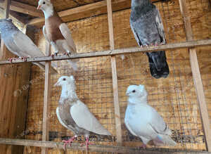 Iranian pigeon