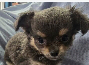 Chihuahua puppies