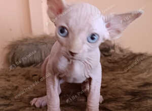 Beautiful sphynx kittens for sale