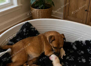Jack Russel puppies