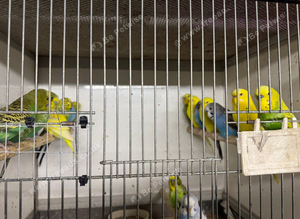 Budgies