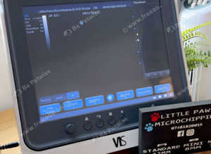 Pet Pregnancy Ultrasound