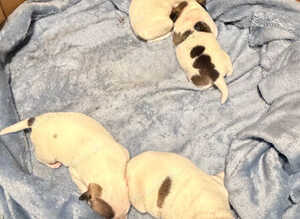 French Bulldog x Jack Russell puppies