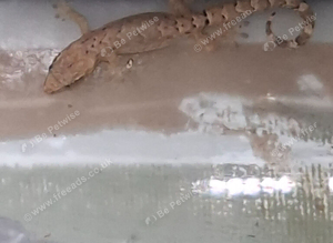 Baby Mourning geckos