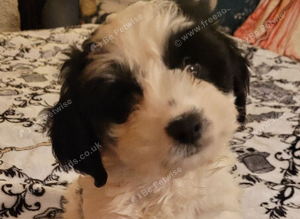Cockerpoo boy ready now