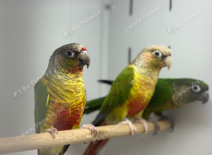 Green cheek conures