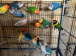 Love birds