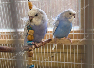 Stunning Baby Helicopter Budgies