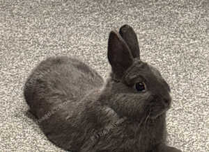 Netherland dwarf bunny