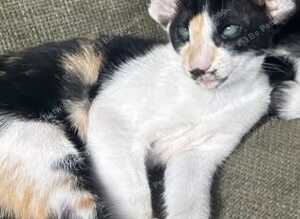 Stunning GCCF spayed Tortie girl. 6m