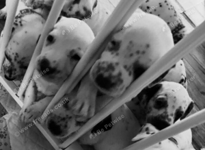 Dalmatian X