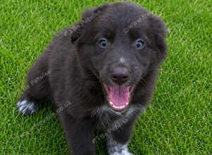 Cocker Spaniel x Border Collie puppies