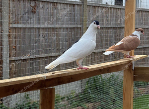 Afghan pigeons