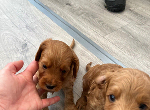 Cockapoo pups for sale