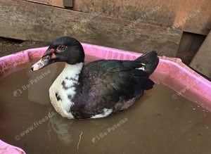 Muscovy drakes