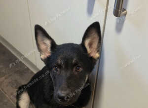 3/4 German shepherd 1/4 Alaskan malamute puppy