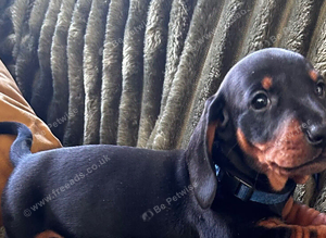 Stunning KC registered Standard Dachshund litter