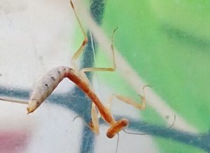 Timor shield mantis