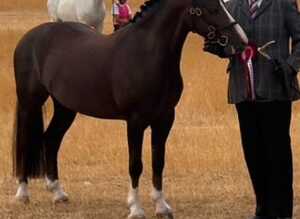 12 hh 5yo gelding