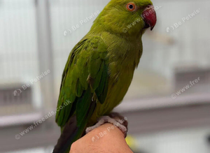 Green ringneck parrots