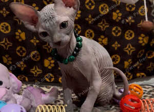 Sphynx kittens ready now