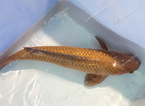 Chagoi Japanese koi