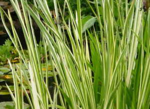 Pond plants