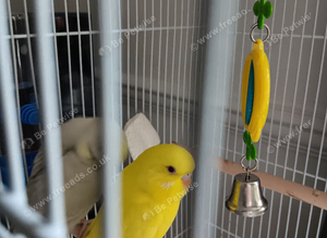 Budgies and cage