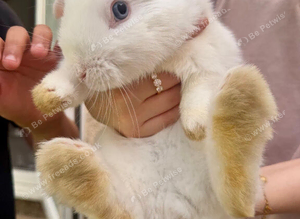 Rabbit