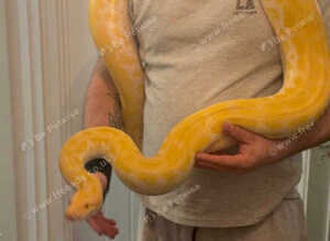 Male pearl  Burmese