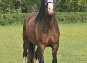 Registered Welsh Gelding &pound;1500 if sold September