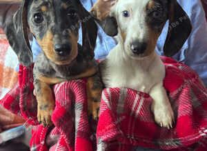 Beautiful dachshund puppy&rsquo;s