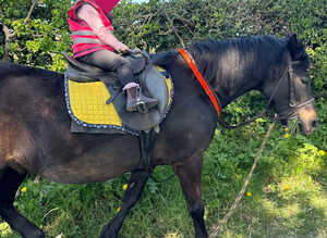 Dartmoor Pony