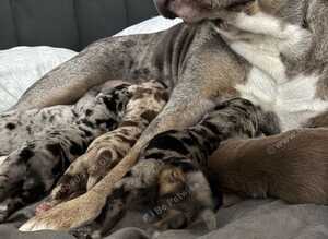 Beautiful Labrador and American Bull Dog Cross
